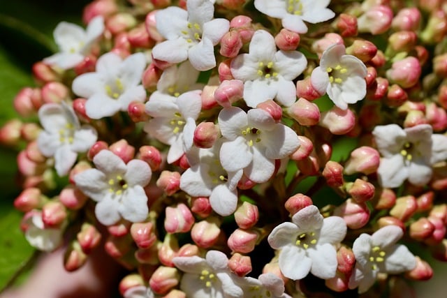 Free download snowball viburnum bud inflorescence free picture to be edited with GIMP free online image editor