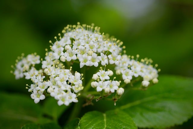 Free download snowball viburnum white flowers free picture to be edited with GIMP free online image editor