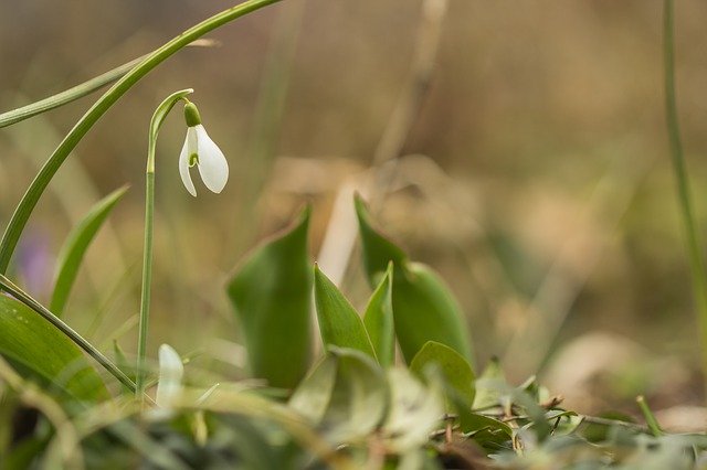 Free download Snow Bell Close Up Spring Bells -  free photo or picture to be edited with GIMP online image editor