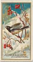 Free download Snow Bird, from the Birds of America series (N4) for Allen & Ginter Cigarettes Brands free photo or picture to be edited with GIMP online image editor
