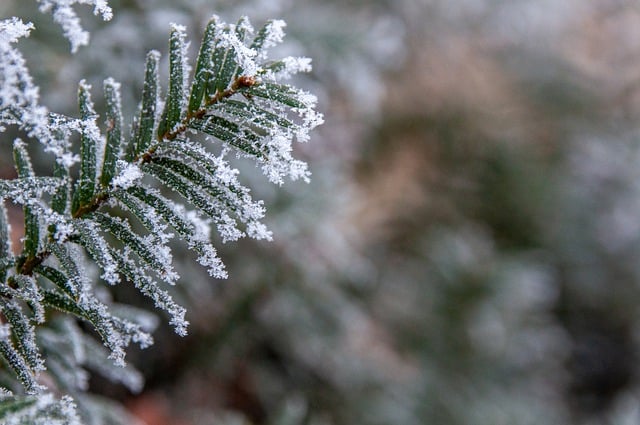 Free download snow conifer branch winter frost free picture to be edited with GIMP free online image editor