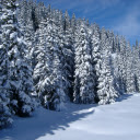 Snow covered Pine Trees  screen for extension Chrome web store in OffiDocs Chromium