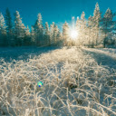 snow covered trees and frost tipped grass  screen for extension Chrome web store in OffiDocs Chromium