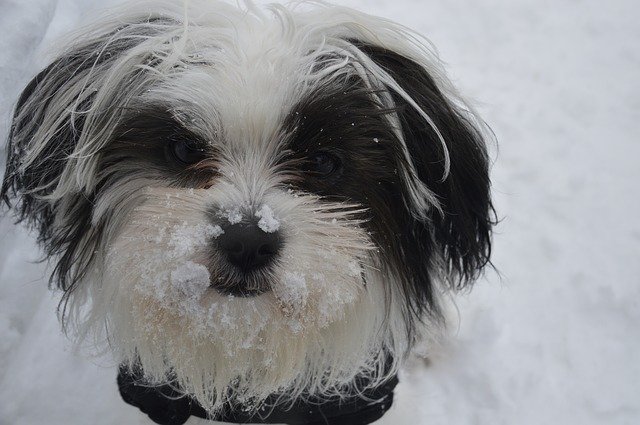 免费下载雪犬动物 - 使用 GIMP 在线图像编辑器编辑的免费照片或图片