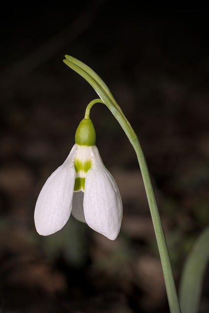 Free download snowdrop blossom bloom green free picture to be edited with GIMP free online image editor