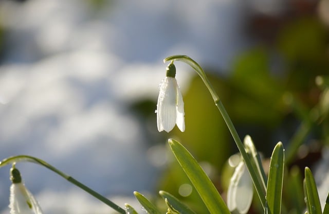 Free download snowdrop botany spring flowers free picture to be edited with GIMP free online image editor