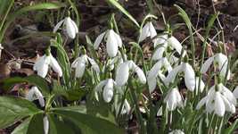 Free download Snowdrop Bulbs Winter free video to be edited with OpenShot online video editor