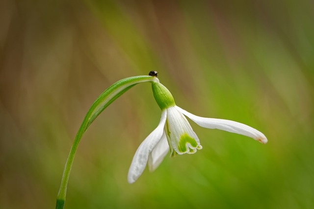 Free download snowdrop flora flower blossom free picture to be edited with GIMP free online image editor