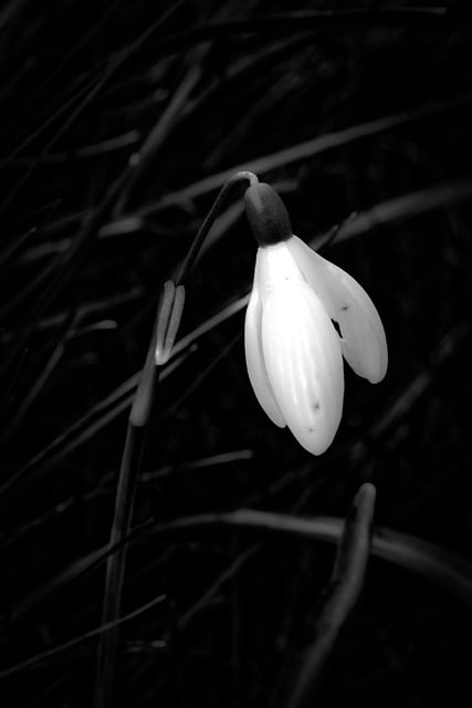 Free download snowdrop flower bloom nature grass free picture to be edited with GIMP free online image editor