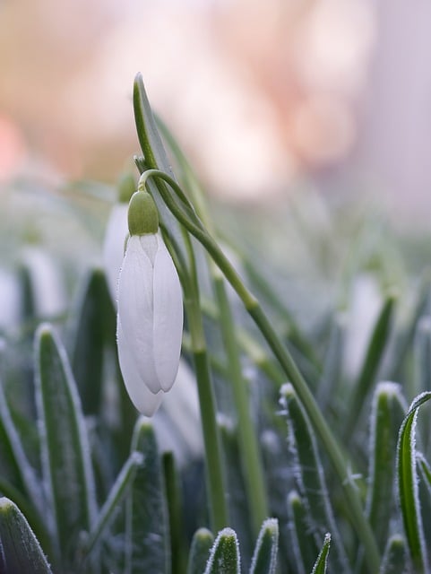 Free download snowdrop flower frost spring free picture to be edited with GIMP free online image editor