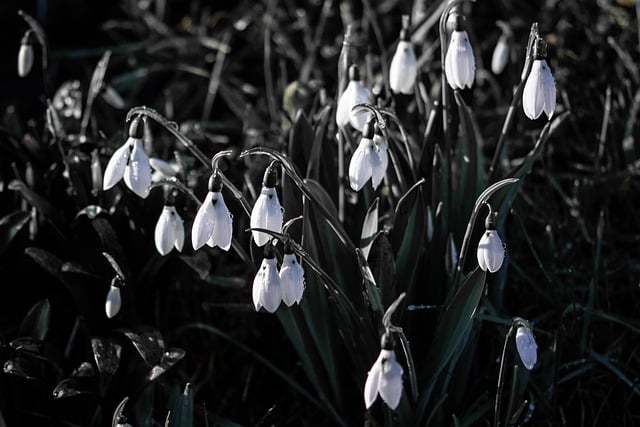 Free download snowdrop flowers nature wildflowers free picture to be edited with GIMP free online image editor
