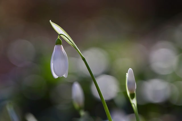 Free download snowdrop flowers plant free picture to be edited with GIMP free online image editor
