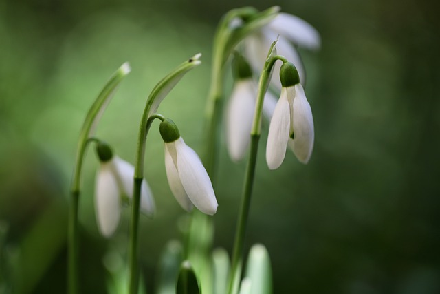 Free download snowdrop flowers plants galanthus free picture to be edited with GIMP free online image editor