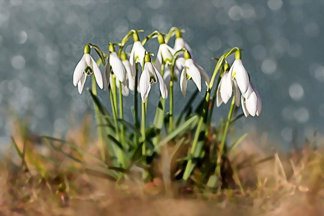 Free download snowdrop flowers white flowers free picture to be edited with GIMP free online image editor