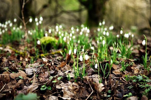 Free download snowdrop forest beginning of spring free picture to be edited with GIMP free online image editor