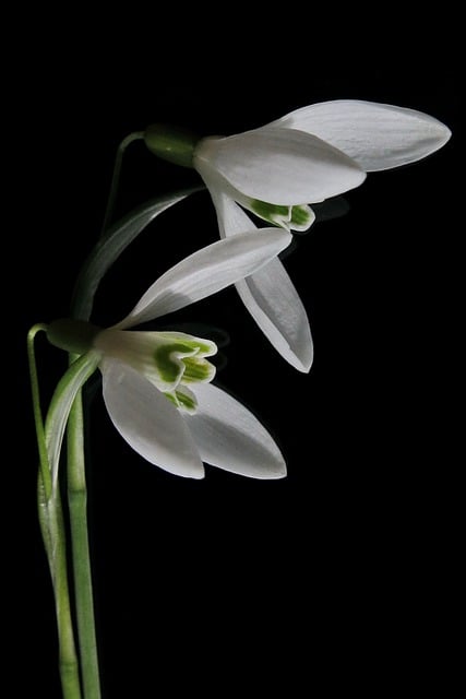 Free download snowdrop galanthus early bloomer free picture to be edited with GIMP free online image editor