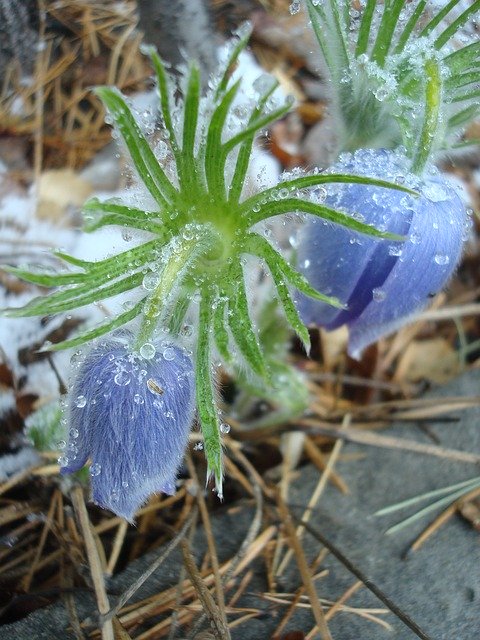 Free download Snowdrop Primula Spring -  free photo or picture to be edited with GIMP online image editor