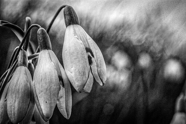 Free download snowdrops bokeh nature free picture to be edited with GIMP free online image editor