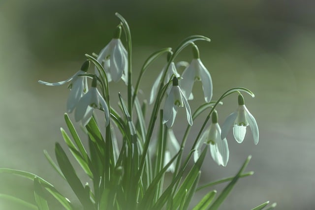 Free download snowdrops flowers plants free picture to be edited with GIMP free online image editor