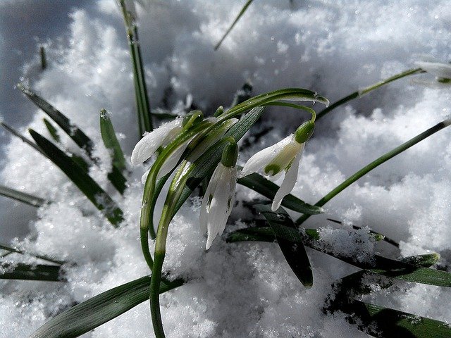 Free download snowdrops flowers snow white free picture to be edited with GIMP free online image editor