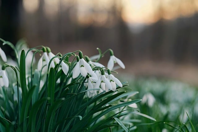 Free download snowdrops flowers white flowers free picture to be edited with GIMP free online image editor