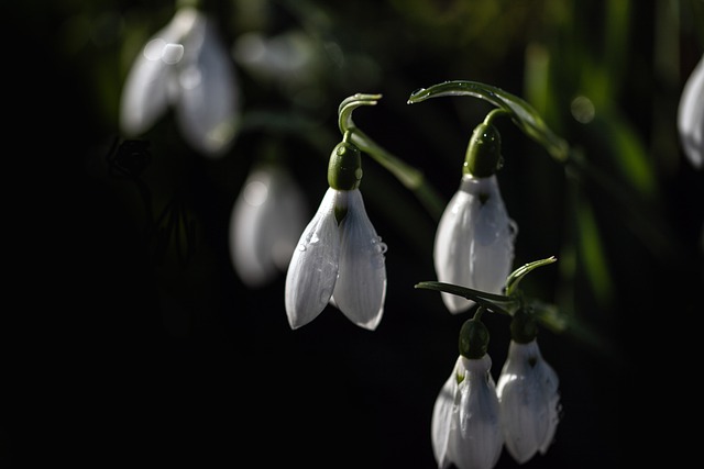 Free download snowdrops flowers wildflowers free picture to be edited with GIMP free online image editor