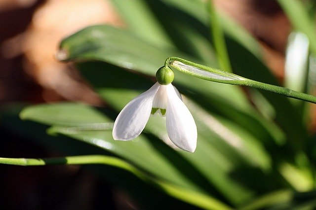 Free download snowdrop spring walk in the park hh free picture to be edited with GIMP free online image editor