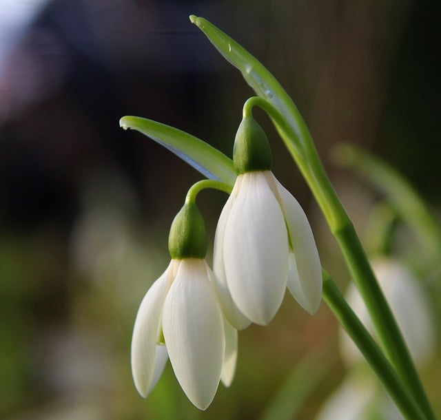 Kostenloser Download von Schneeglöckchen, weißen Blumen im Winter, kostenloses Bild zur Bearbeitung mit dem kostenlosen Online-Bildeditor GIMP