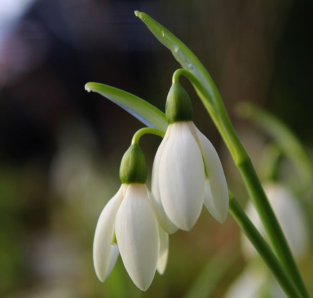 Libreng download snowdrops puting bulaklak taglamig libreng larawan na ie-edit gamit ang GIMP libreng online na editor ng imahe