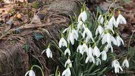 Free download Snowdrops Wind Nature -  free video to be edited with OpenShot online video editor
