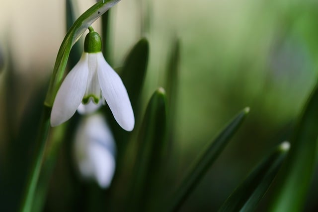 Free download snowdrop white flower early bloomer free picture to be edited with GIMP free online image editor