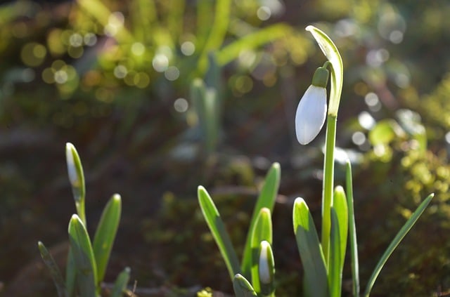 Kostenloser Download von Schneeglöckchen, weiße Blume, kostenloses Bild zur Bearbeitung mit dem kostenlosen Online-Bildeditor GIMP