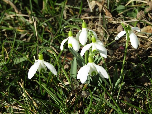 Kostenloser Download Snowdrop White Flowers - kostenloses Foto oder Bild zur Bearbeitung mit GIMP Online-Bildbearbeitung