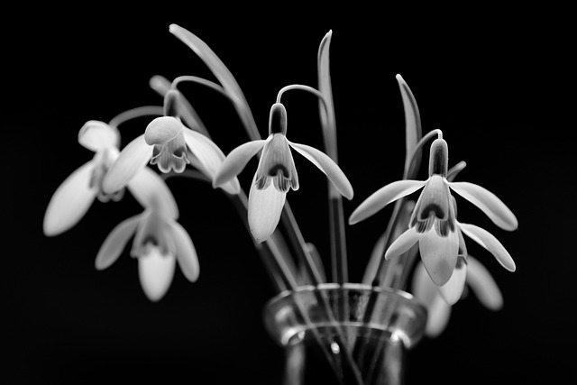 Free download snowdrop winter close up flower free picture to be edited with GIMP free online image editor