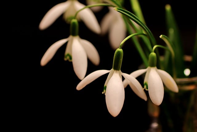 Free download snowdrop winter spring blossom free picture to be edited with GIMP free online image editor