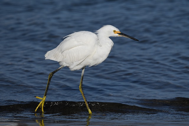 Free download snow egret bird sea ocean free picture to be edited with GIMP free online image editor