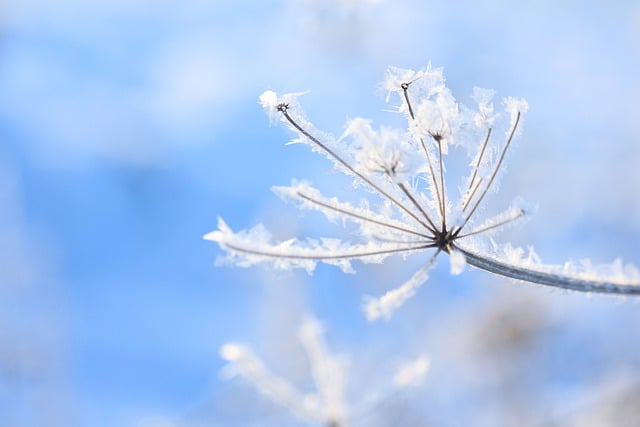 Free download snowflakes cold frost nature free picture to be edited with GIMP free online image editor