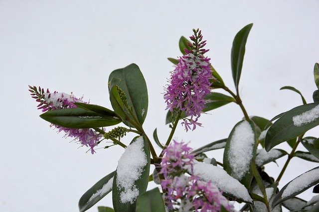 Free download Snow Flower Purple -  free photo or picture to be edited with GIMP online image editor