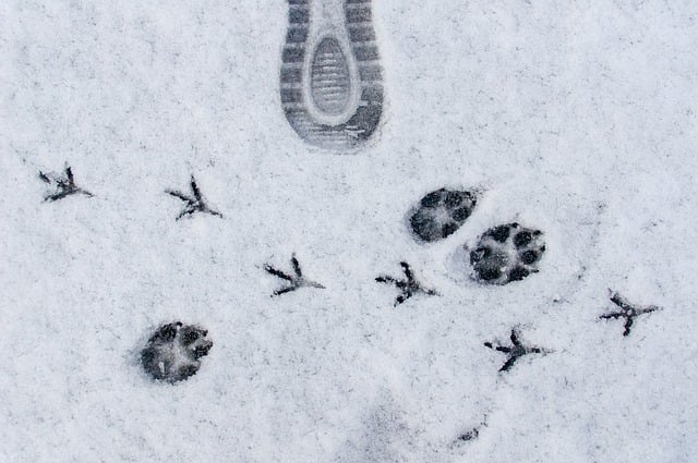 Free download snow footprints paw prints free picture to be edited with GIMP free online image editor