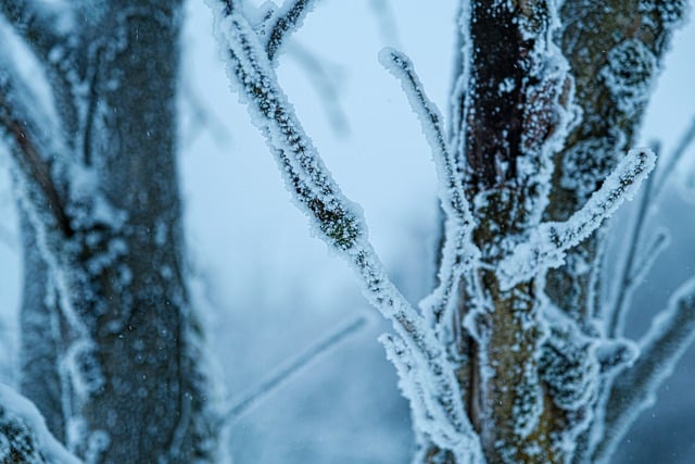 Muat turun percuma gambar percuma gunung hutan salji musim sejuk untuk diedit dengan editor imej dalam talian percuma GIMP