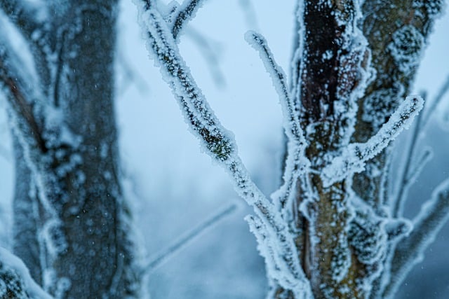 Free download snow forest mountains winter free picture to be edited with GIMP free online image editor