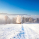 SNOW FOREST Theme  screen for extension Chrome web store in OffiDocs Chromium