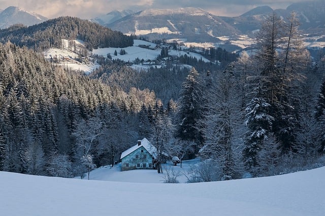 Free download snow forest winter nature free picture to be edited with GIMP free online image editor
