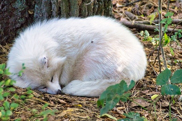 ดาวน์โหลดฟรี Snow Fox Zoo - ภาพถ่ายหรือรูปภาพฟรีที่จะแก้ไขด้วยโปรแกรมแก้ไขรูปภาพออนไลน์ GIMP