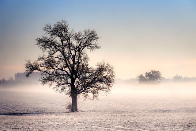 Free download snow frost light winter fog cold free picture to be edited with GIMP free online image editor