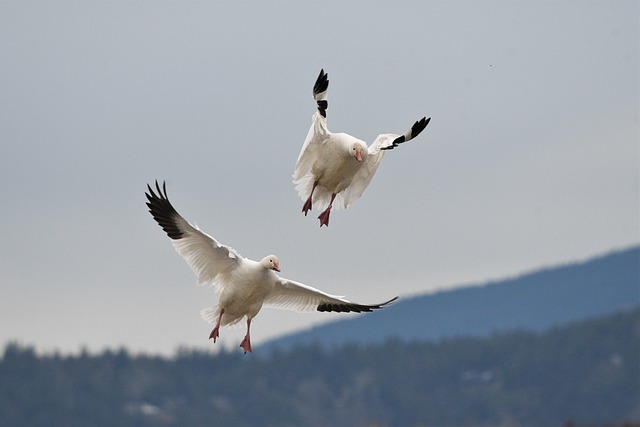 Free graphic snow geese birds flying animals to be edited by GIMP free image editor by OffiDocs