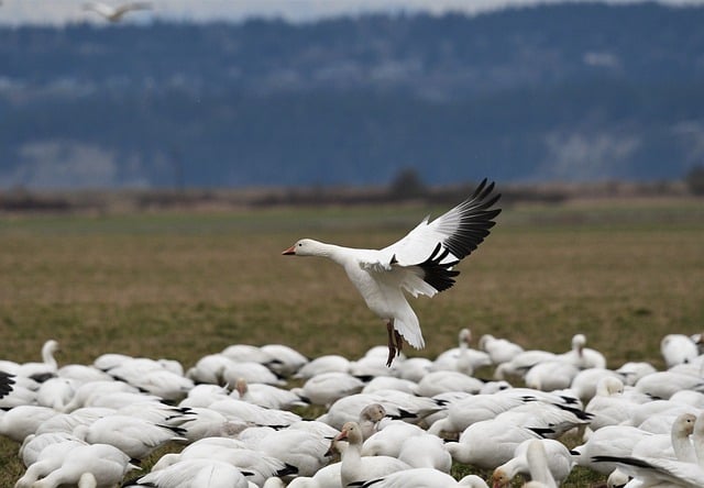 Free download snow geese birds migration wings free picture to be edited with GIMP free online image editor