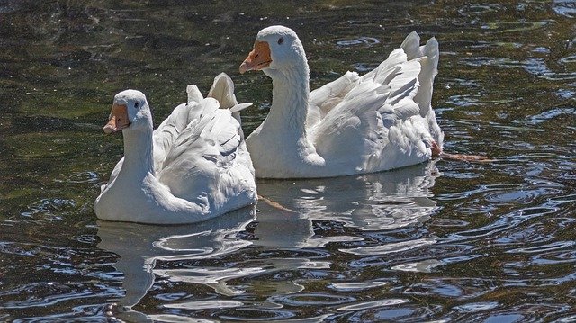 ดาวน์โหลดฟรี Snow Geese Waterfowl Nature - ภาพถ่ายหรือรูปภาพที่จะแก้ไขด้วยโปรแกรมแก้ไขรูปภาพออนไลน์ GIMP