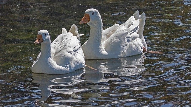 ດາວ​ໂຫຼດ​ຟຣີ Snow Geese Waterfowl Nature - ຮູບ​ພາບ​ຟຣີ​ຫຼື​ຮູບ​ພາບ​ທີ່​ຈະ​ໄດ້​ຮັບ​ການ​ແກ້​ໄຂ​ກັບ GIMP ອອນ​ໄລ​ນ​໌​ບັນ​ນາ​ທິ​ການ​ຮູບ​ພາບ