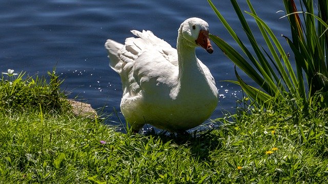 Free picture Snow Goose Waterfowl Birds -  to be edited by GIMP free image editor by OffiDocs